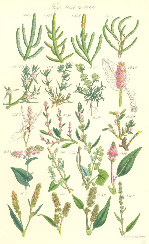 WILD FLOWERS.Knawel Snakeweed Bistort Buckwheat Bistort Persicaria.SOWERBY 1890